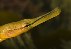 Pipefish taken in North Wales, UK.
Nikon D70s, 60mm, YS6... by Paul Maddock 